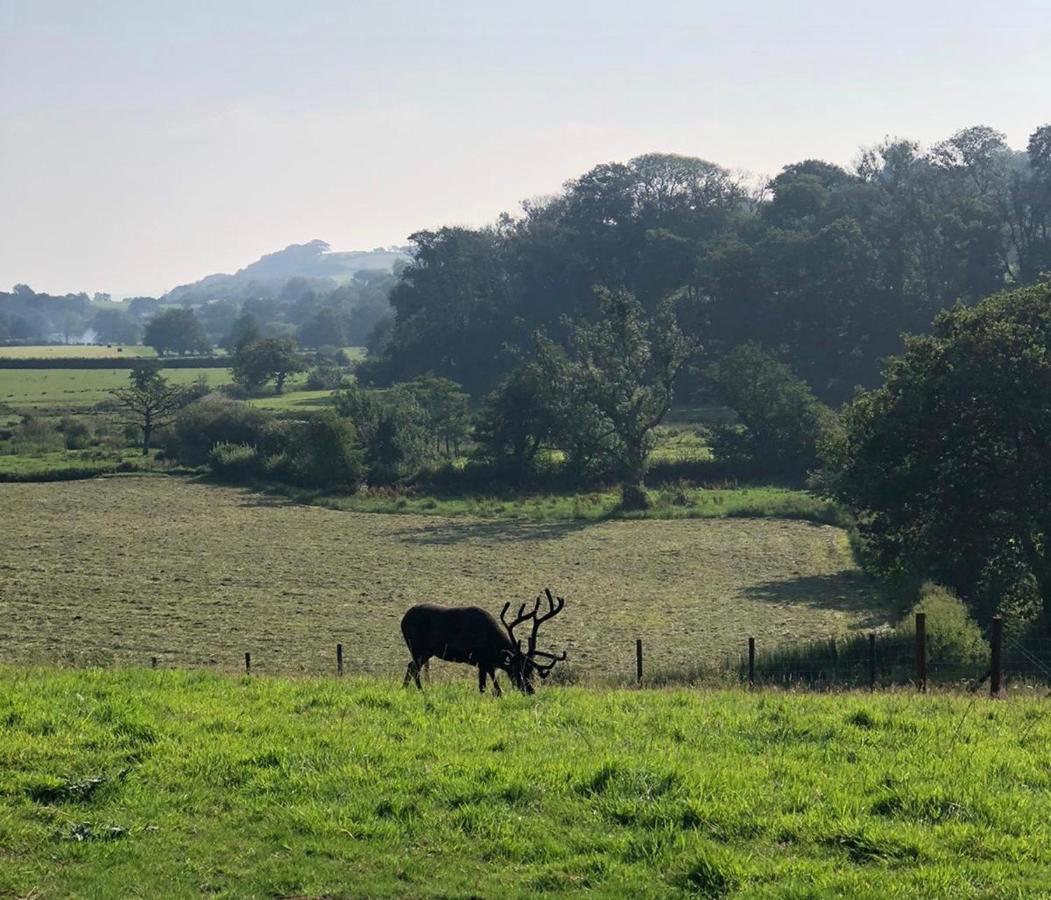 Hotel The Reindeer Retreat Buttercup Twin Kidwelly Exteriér fotografie